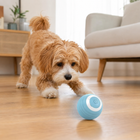 Small dog watching a sky-blue interactive rolling pet ball on a wooden floor